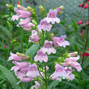 Penstemon Catherine de la Mare